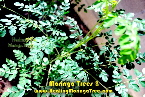 FREE MORINGA TREES @ HealingMoringaTree.com